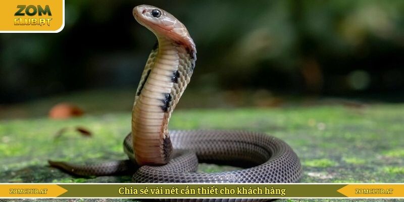 Chia sẻ vài nét cần thiết cho khách hàng