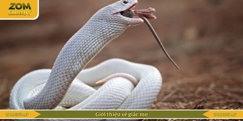 Giới thiệu về giấc mơ