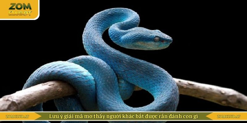 Lưu ý giải mã mơ thấy người khác bắt được rắn đánh con gì
