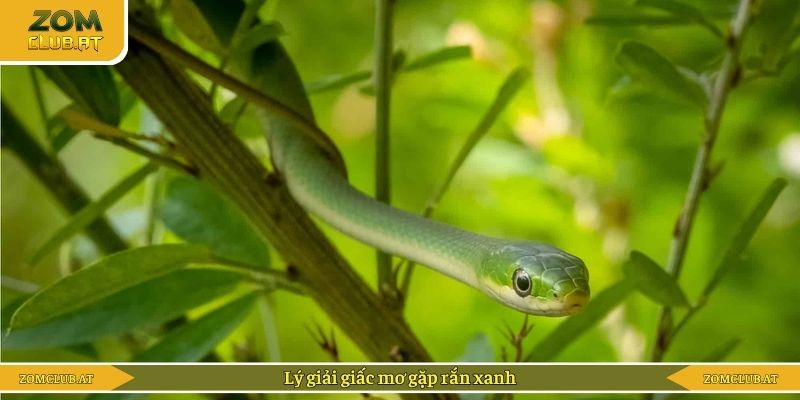 Lý giải giấc mơ gặp rắn xanh