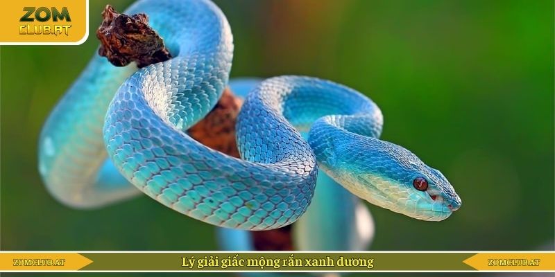 Lý giải giấc mộng rắn xanh dương