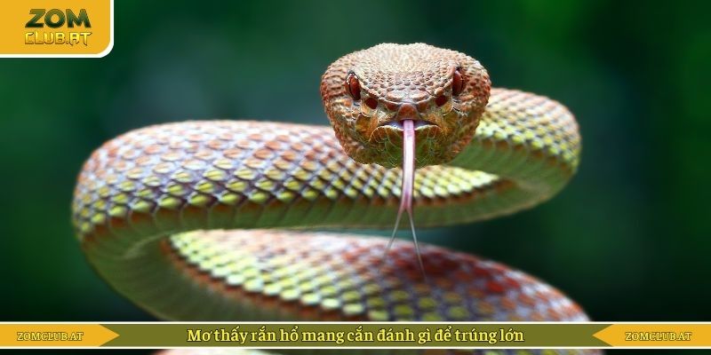 Mơ thấy rắn hổ mang cắn đánh gì để trúng lớn
