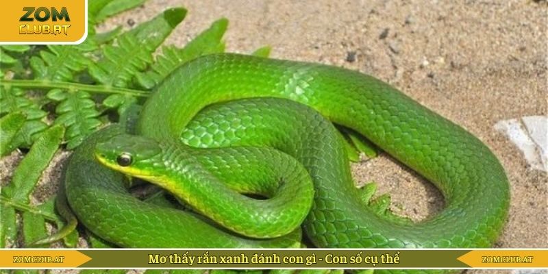 Mơ thấy rắn xanh đánh con gì - Con số cụ thể