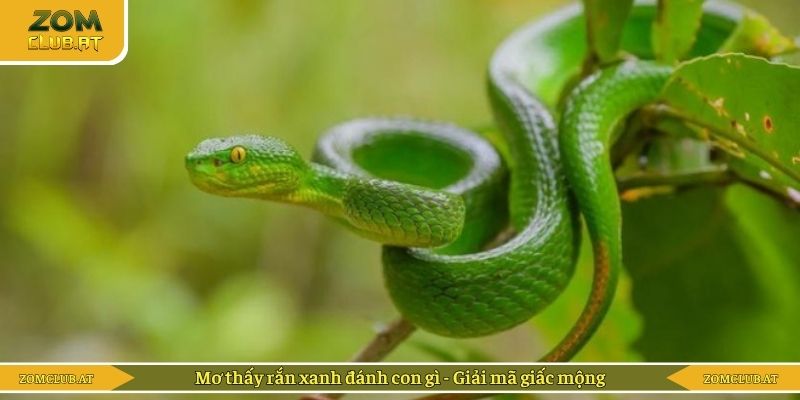 Mơ thấy rắn xanh đánh con gì - Giải mã giấc mộng