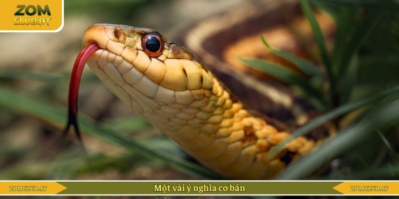 Một vài ý nghĩa cơ bản
